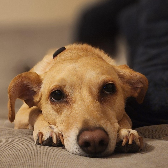 Meet your Posher, Sheri - Picture 2 of 2